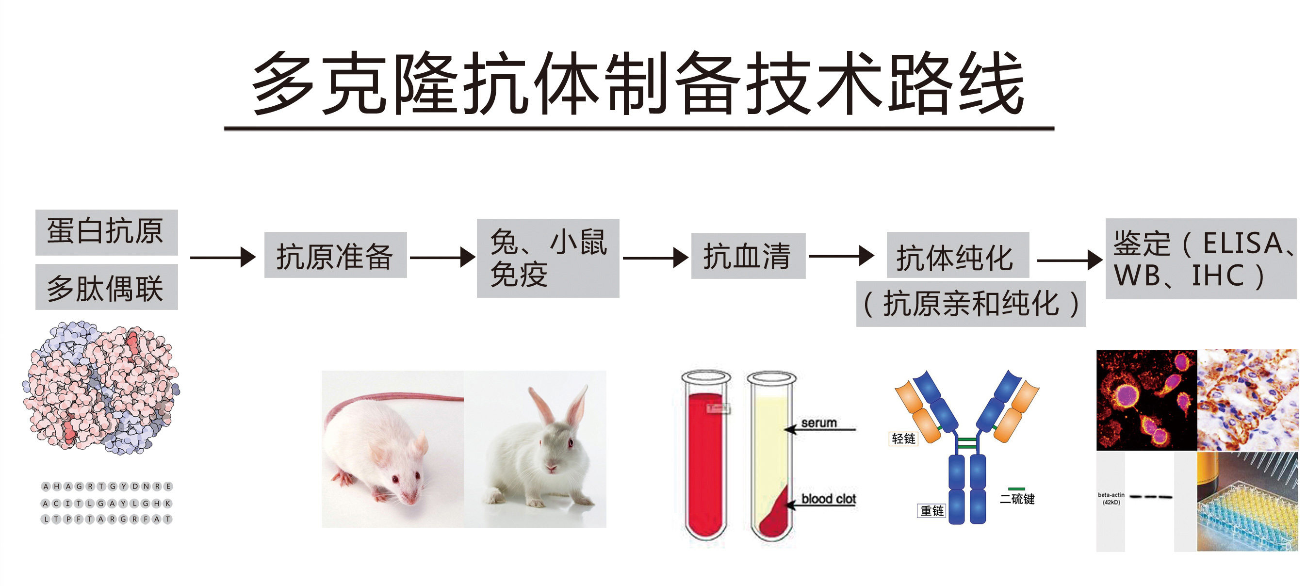 博奧森多克隆